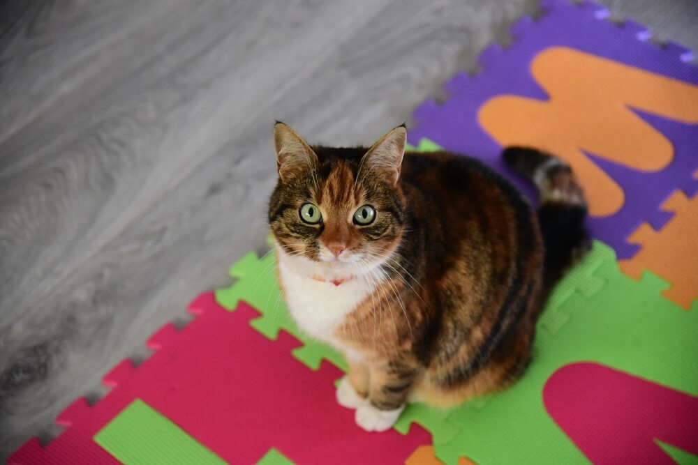 White And Brown Cat On A Colorful Background With Letters