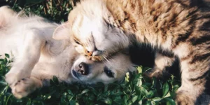 Friends