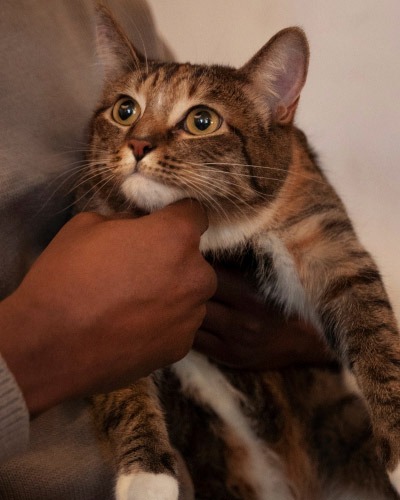 Contact Highland Hills Vet Hospital with veterinary questions