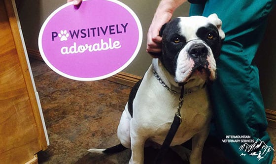 pawsitively adorable pawsitively adorable